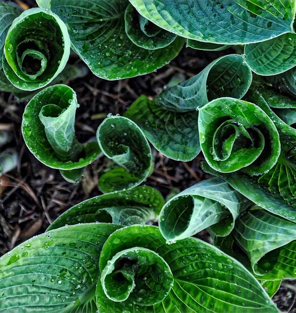 Article 187 Botany The Geometry Of Plants Part 10 Fractals article-187-botany-the-geometry-of-plants-part-10-fractals