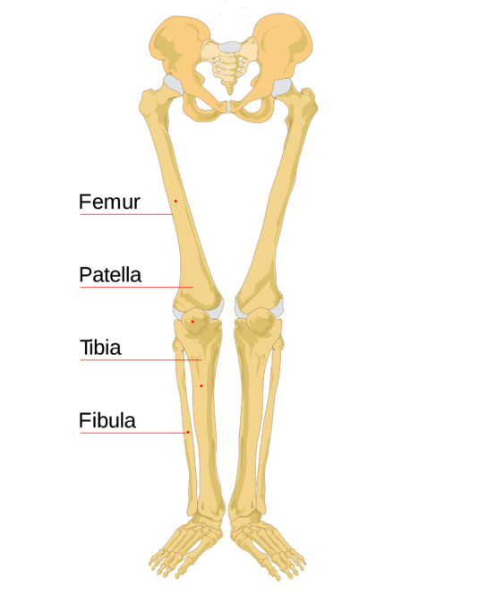 Article 195: Human A&P - Part 2 - The Geometry of Human Life - Phi