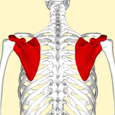 1024px Scapula posterior view2