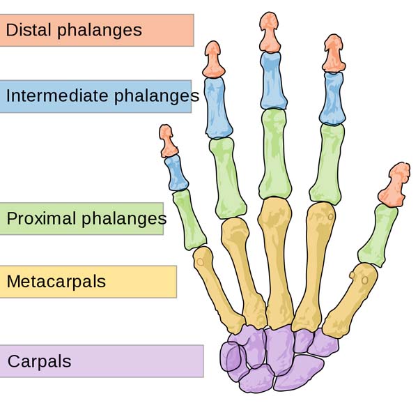 1063px Scheme human hand bones en.svg