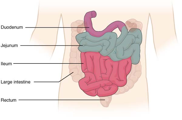 2417 Small IntestineN