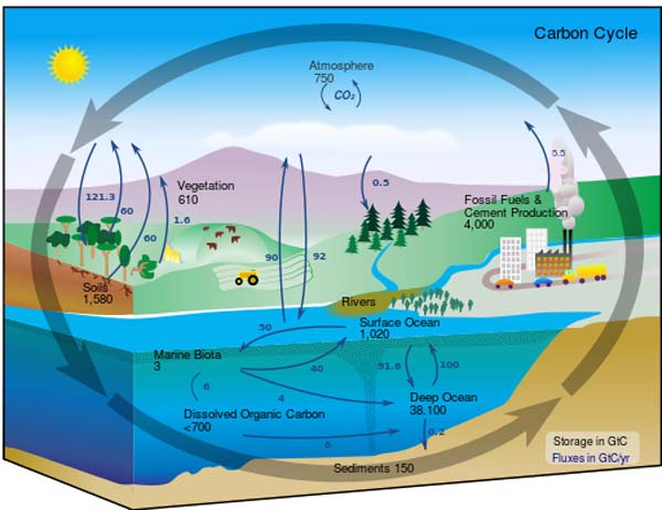 Carbon cycle cute diagram.svg