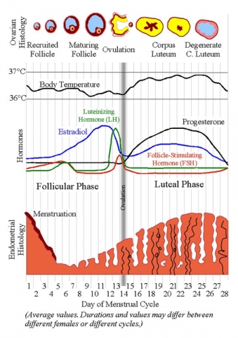 MenstrualCycle2