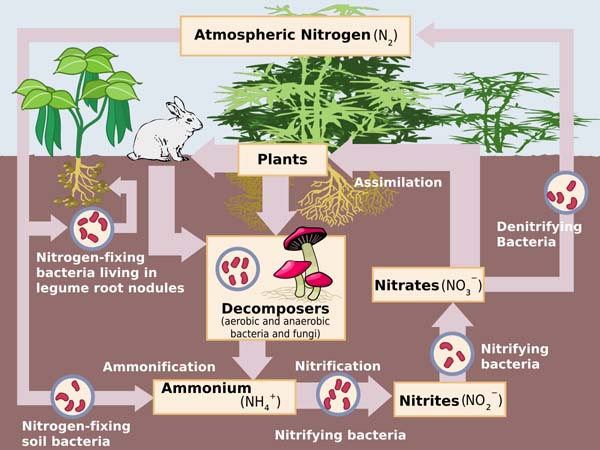 Nitrogen Cycle.svg