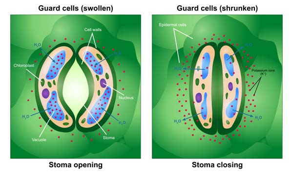 Opening and Closing of Stoma.svg