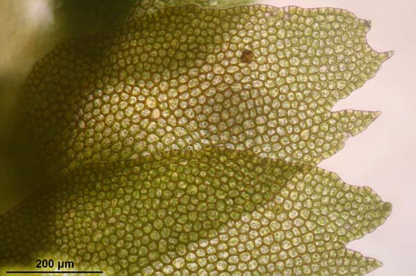 bazzania fflaccida microscopic cells biology macro science plant botany 862774.jpgd