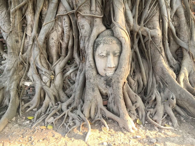 buddha tree lr
