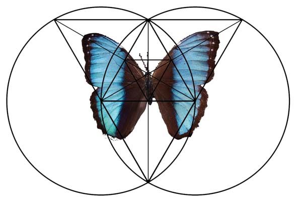 butterfly triangle