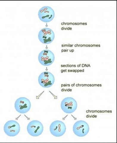 cell division