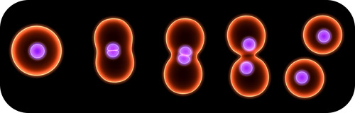 cell division3