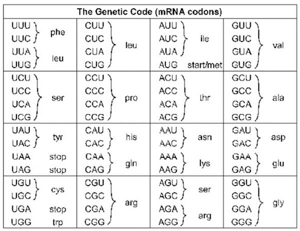 codon chart