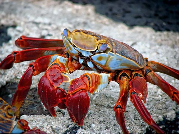 crab 298346 1920