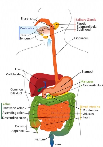 digestive 41529