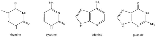 dna1 5