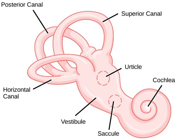 ear canals