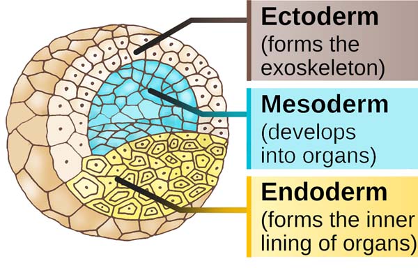 germ layers in animals