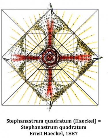 haeckel5