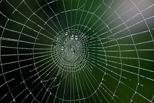 insect spider web 5