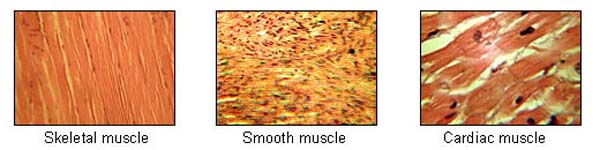 muscle tissues