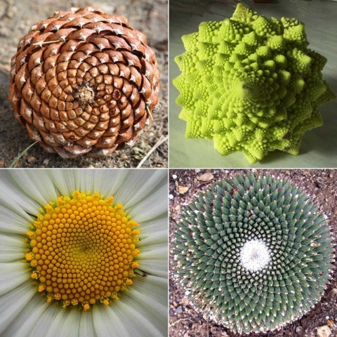 phyllotaxis spirals