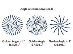 phyllotaxis