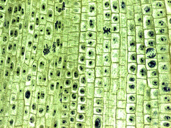 plant cells4