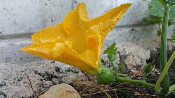 pumpkin flower 2705388 1920