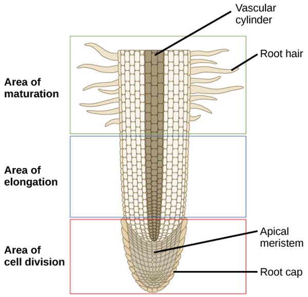 root cell