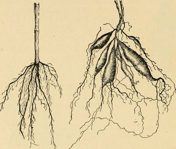 root hairs