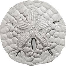 sea sand dollar 1