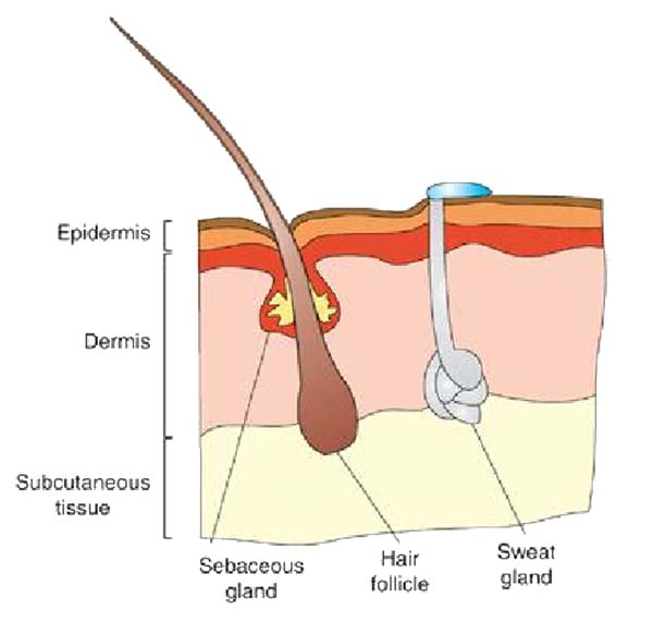 skin layers