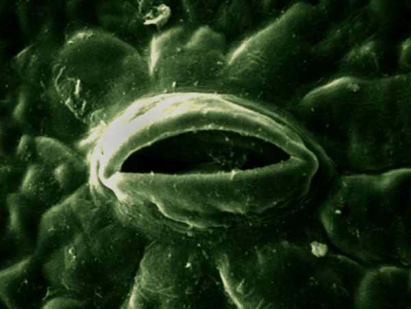 stoma2