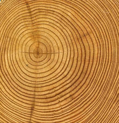 tree rings 2