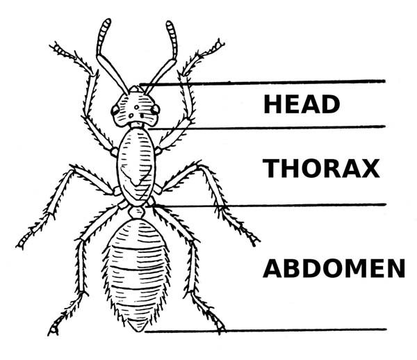 triad insect