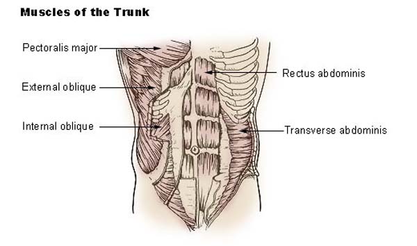 trunk muscles
