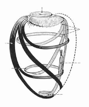 vortex heart