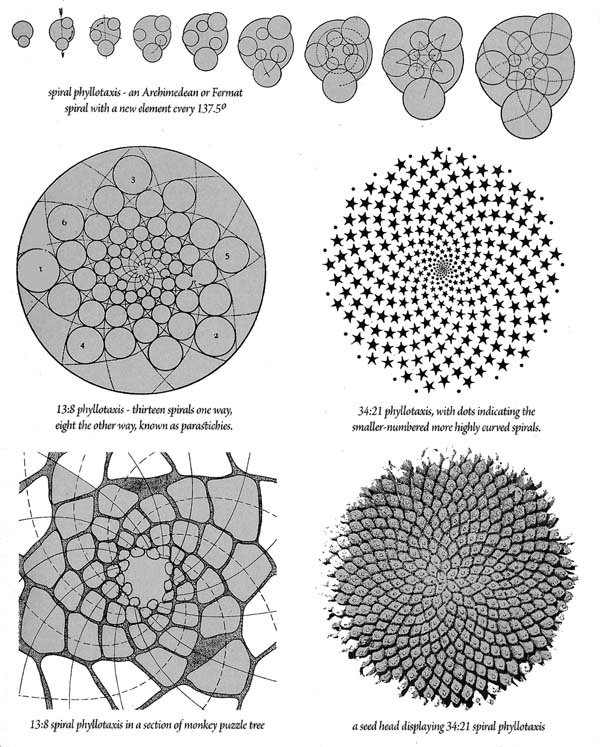 Article 178: Botany - The Geometry of Plants - Part 1 - Fibonacci ...
