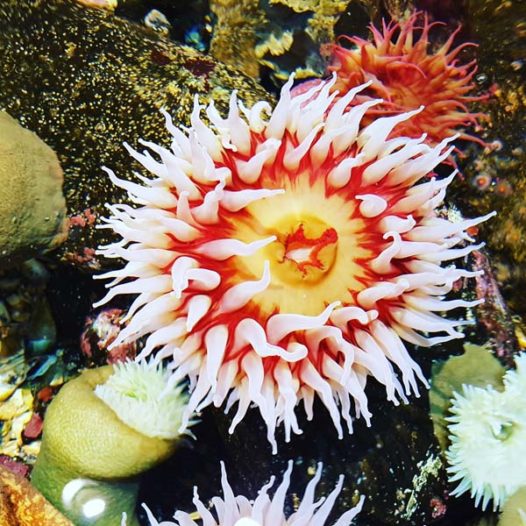 Article 191: Zoology - Part 2 - The Geometry of Sea Creatures - Cosmic Core