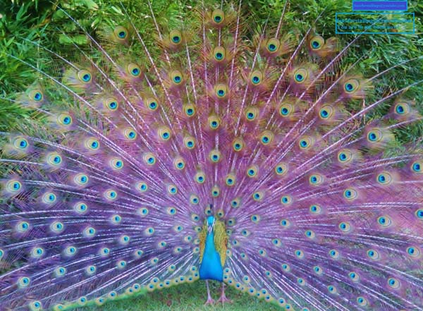 Article 192: Zoology/Entomology - Part 3 - The Geometry of Insects, Birds & Land Animals - Cosmic Core Article 192: Zoology/Entomology - Part 3 - The Geometry of Insects, Birds & Land Animals - Cosmic Core