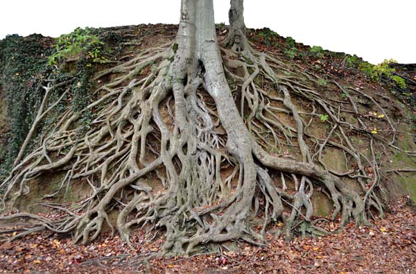 Article 187: Botany - The Geometry of Plants - Part 10 - Fractals
