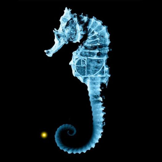 Article 191: Zoology - Part 2 - The Geometry of Sea Creatures - Cosmic Core